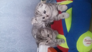 Photo №2 to announcement № 1327 for the sale of scottish straight, scottish fold - buy in Belarus breeder
