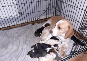 Photo №1. beagle - for sale in the city of Dilijan | Is free | Announcement № 161321
