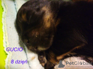 Additional photos: Havanese FCI ZKwP pedigree, export passport