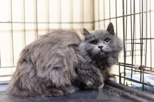 Photo №3. Fluffy beauty Artemis is in good hands.. Russian Federation