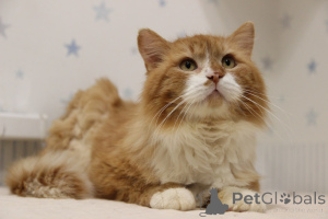 Photo №1.  - for sale in the city of Minsk | Is free | Announcement № 139192