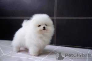 Photo №2 to announcement № 110808 for the sale of pomeranian - buy in Germany breeder