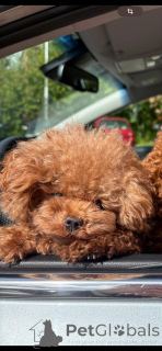 Photo №2. Mating service poodle (toy). Price - negotiated