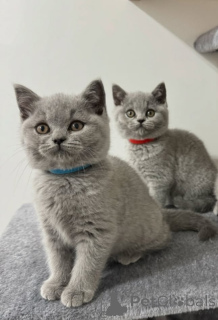 Photo №1. kurilen bobtail - for sale in the city of Zürich | 400$ | Announcement № 171047