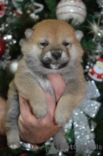 Photo №1. shiba inu - for sale in the city of Belgrade | negotiated | Announcement № 126682