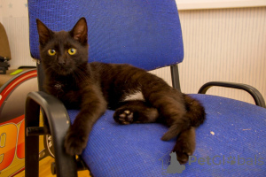 Additional photos: A wonderful black cat, kitten Charlie, is looking for a home and a loving