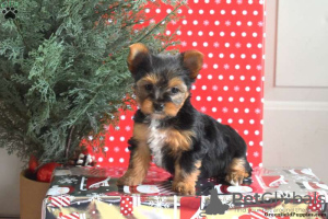 Photo №1. yorkshire terrier - for sale in the city of Willingen (Upland) | 390$ | Announcement № 63799