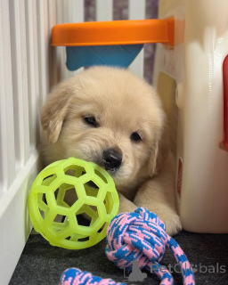 Photo №2 to announcement № 174483 for the sale of golden retriever - buy in Finland private announcement