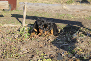 Photo №2 to announcement № 90464 for the sale of rottweiler - buy in Belarus private announcement