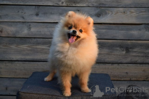 Additional photos: Pomeranian-Pomeranian Boo