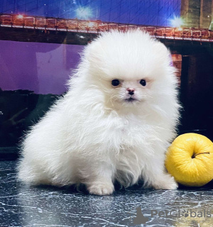 Photo №4. I will sell pomeranian in the city of Bonn. private announcement - price - 380$