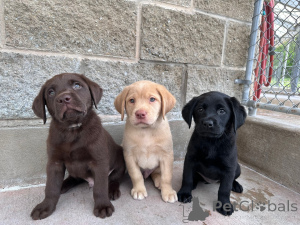 Photo №1. labrador retriever - for sale in the city of Bezanson | negotiated | Announcement № 167209