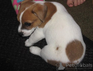 Photo №3. Pure-bred Jack Russell Terrier. Finland