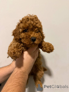 Photo №4. I will sell pomeranian in the city of Sivats.  - price - negotiated