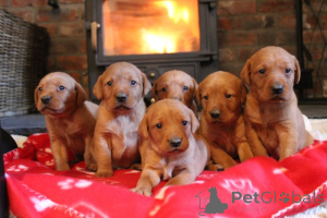 Photo №1. labrador retriever - for sale in the city of ALINGSQ | 826$ | Announcement № 160638