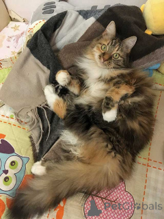 Photo №1.  - for sale in the city of Moskova | Is free | Announcement № 161237