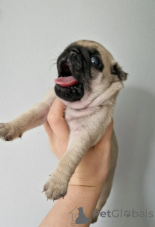 Photo №1. pug - for sale in the city of Asheville | Is free | Announcement № 175305