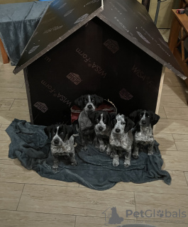Photo №1. german shorthaired pointer - for sale in the city of Батуми | 245$ | Announcement № 45461