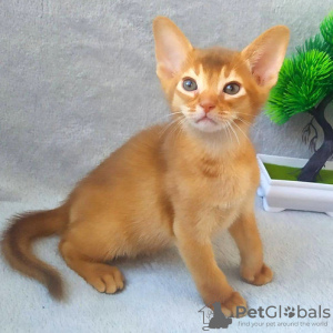 Photo №1. abyssinian cat - for sale in the city of Tallinn | 264$ | Announcement № 117732