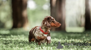 Additional photos: Dachshund puppies for adoption and rehoming