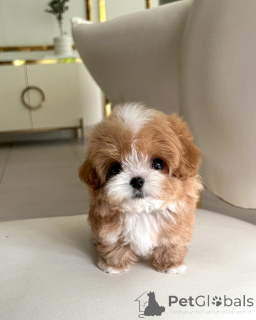 Photo №3. Loving Maltipoo Puppies Looking for Forever Homes. Poland