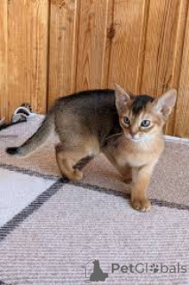 Photo №3. Adoptoitavat abessinialaiset kissanpennut. Finland