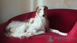 Photo №1. non-pedigree dogs - for sale in the city of Szczecin | negotiated | Announcement № 13846