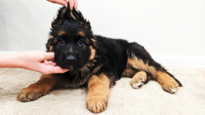 Photo №1. german shepherd - for sale in the city of Kiev | 399$ | Announcement № 5120