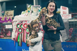 Photo №3. Bengal kittens for sale. Serbia