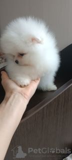 Photo №4. I will sell pomeranian in the city of Pori. private announcement - price - 350$