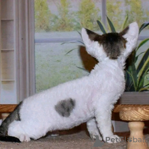 Photo №2 to announcement № 137218 for the sale of devon rex - buy in Germany breeder