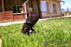 Photo №4. I will sell lagotto romagnolo in the city of Бачка-Паланка. breeder - price - negotiated