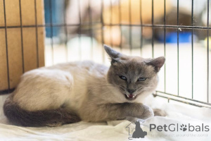 Photo №2 to announcement № 159059 for the sale of  - buy in Russian Federation from the shelter