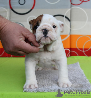 Photo №3. English bulldog. Serbia