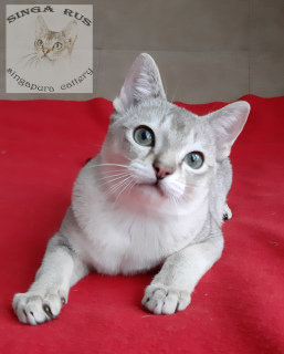 Photo №1. singapura cat - for sale in the city of Ivanovo | 952$ | Announcement № 5191