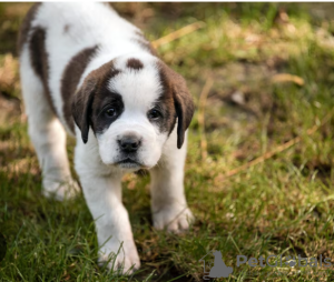 Photo №1. st. bernard - for sale in the city of Prague | negotiated | Announcement № 96520