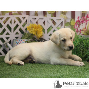 Photo №4. I will sell labrador retriever in the city of Berlin. private announcement - price - 619$