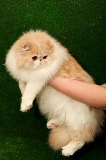 Photo №1. persian cat - for sale in the city of Biysk | 238$ | Announcement № 5110