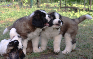 Additional photos: St. Bernard show class puppies