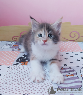 Photo №2 to announcement № 11464 for the sale of maine coon - buy in Ukraine breeder