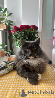 Photo №2 to announcement № 135233 for the sale of  - buy in Russian Federation 