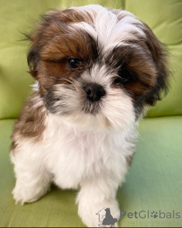 Photo №1. shih tzu - for sale in the city of Helsinki | 568$ | Announcement № 159467