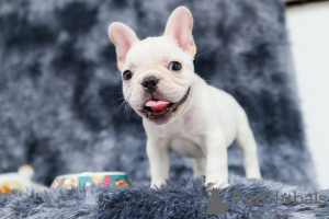 Photo №4. I will sell french bulldog in the city of Schwandorf. private announcement - price - 260$