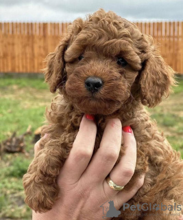 Photo №3. Red poodle. Serbia