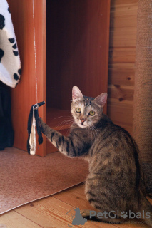 Photo №3. Affectionate cat Melissa is looking for a home.. Russian Federation