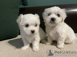 Photo №1. havanese dog - for sale in the city of Bruges | 845$ | Announcement № 81743