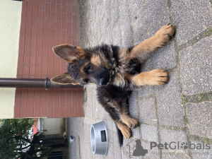 Photo №4. I will sell german shepherd in the city of Ostrów Wielkopolski. breeder - price - negotiated