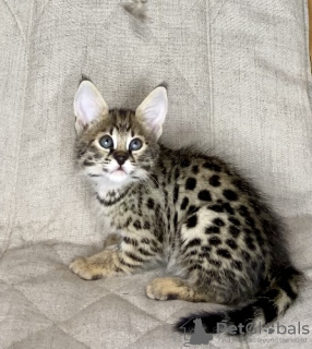 Photo №1. savannah cat - for sale in the city of Москва | 12418$ | Announcement № 26092