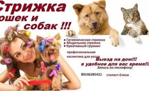 Photo №1. Service of the groomer in the city of Elizovo. Price - 20$. Announcement № 1118
