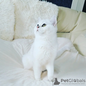 Photo №4. I will sell british shorthair in the city of San Francisco. from nursery, breeder - price - 391$